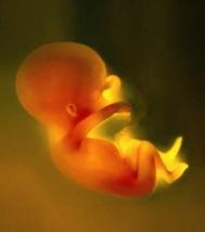 围观胎儿发育中的六大秘闻