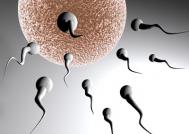 备孕必知:受精卵如何形成的