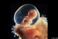 什么因素决定了胎儿的大小？