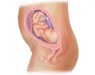 28～37周胎儿发育过程视频