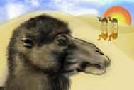PS鼠绘沙漠骆驼插画