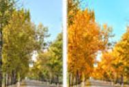 Photoshop快速给树林图片增加艳丽的秋季色