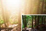 Photoshop给树林图片增加柔和的透射阳光效果