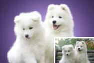 Photoshop抽出滤镜抠出白色的小狗
