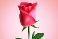 Photoshop制作一朵含苞欲放的鲜嫩红玫瑰