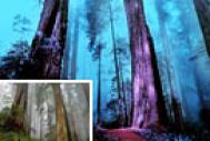 Photoshop打造暗调蓝紫色的森林图片