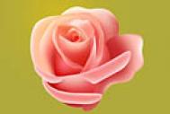 Photoshop制作一朵粉嫩的玫瑰花