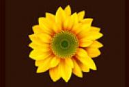 Photoshop制作漂亮的向日葵花朵