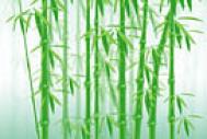 Photoshop制作葱翠的竹子壁纸