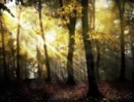 Photoshop给树林图片加上清晨的阳光光线