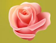 Photoshop绘制粉色漂亮的玫瑰花教程