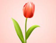 Photoshop绘制清新的郁金香花朵教程