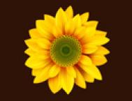 Photoshop绘制逼真的向日葵花朵教程