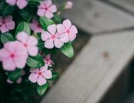 5个摄影技巧帮助您拍出别致花卉