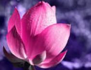 Photoshop绘制梦幻紫色风格的花朵教程
