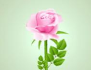Photoshop绘制鲜嫩的玫瑰花教程