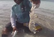 澳洲凶猛大虾被称手指分离器 大虾怎么做好吃?
