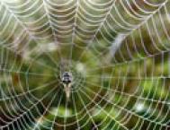 解析蜘蛛网怎么拍才更精美