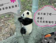 不用PS也能恶搞“史上最寂寞的熊猫”