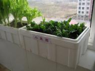 阳台菜园种植蔬菜应该注意什么?