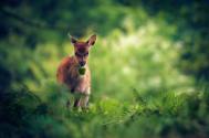 英国摄影师Andrew Evans作品：美丽的鹿