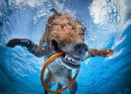 “水下狗”--有趣狗狗潜水扑球照