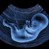 37周胎儿发育标准