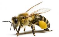 被蜜蜂蛰哪比较疼？