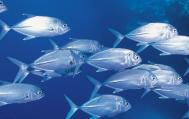 银鱼的营养与功效作用-银鱼的适宜人群