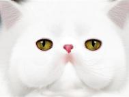PS鼠绘神态憨厚的小白猫头像教程
