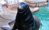 日本海狮居然会微笑 丑萌形象惹人围观