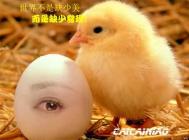 Photoshop打造鸡蛋漂亮眼睛