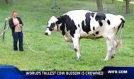 世界最高奶牛1.9米 打破吉尼斯世界纪录