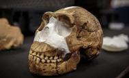 南非发现新人种骨骼化石 改变人类物种认知
