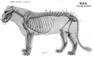 动物建模结构和骨骼绑定关系的参照图