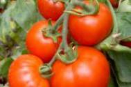 怎么吃西红柿才能减肥瘦身