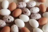 鹌鹑蛋和鸡蛋哪个营养价值更高