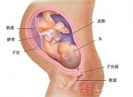 怀孕24周 怀孕24周胎儿的发育指标