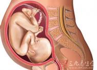 怀孕八个月胎儿图 8个月大胎儿发育怎样
