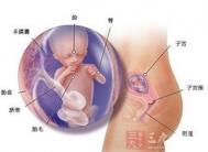怀孕27周 怀孕27周胎儿发育与妈妈变化