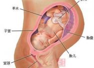怀孕九个月男胎儿图 9个月胎儿发育指标