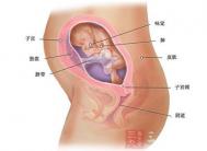 怀孕24周 怀孕24周妈妈和宝宝会发生怎样的变化呢