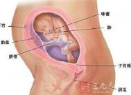 怀孕六个月男胎儿图 6个月男胎发育指标