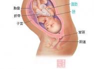 怀孕31周  32周胎儿发育状况