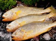 黄花鱼怎么做好吃又简单 做出美味的黄花鱼