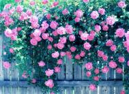 蔷薇花语是什么