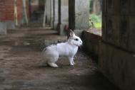 如何拍摄兔子