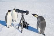 到南极拍摄企鹅是一种怎样的体验