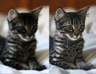 photoshop巧用滤镜工具提升猫咪图片的清晰度教程