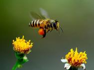 不小心被蜜蜂蛰了怎么办